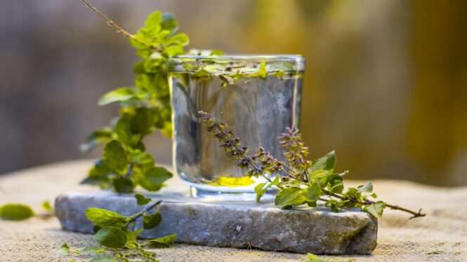 Water of holy basil, tulsi or Ocimum tenuiflorum in a transparent glass for astham