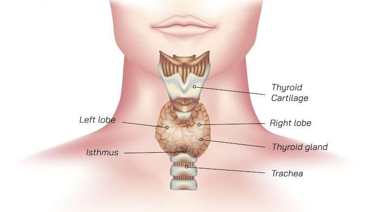 19+ Signs You Have Thyroid Problems | The Surgical Clinic