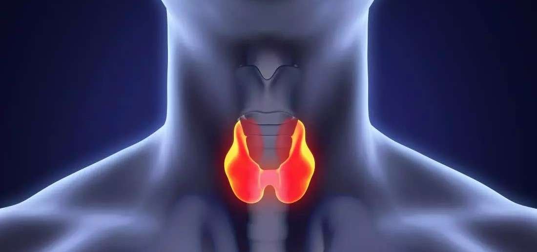 Thyroid Support: Diet, Lifestyle and Herbs for Underactive Thyroid